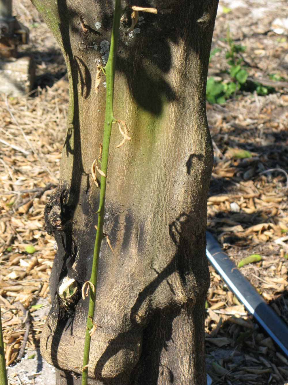              Bark (Winter Haven, FL)       